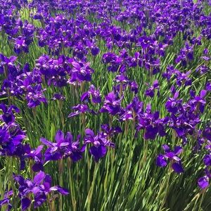 Meet your Posher, Paget